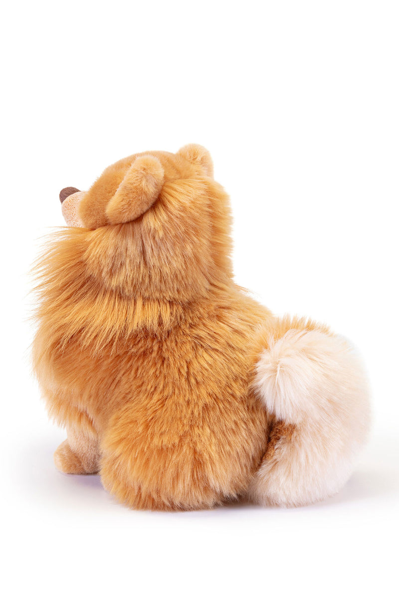 BISCUIT | Pomerania M